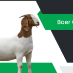 బోయర్ మేక – Boer Goat Information in Telugu