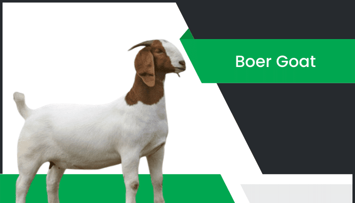 బోయర్ మేక – Boer Goat Information in Telugu