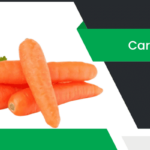 కారెట్ – Carrot Information in Telugu