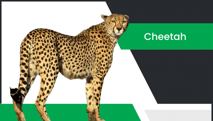 చిరుత – Cheetah Information in Telugu