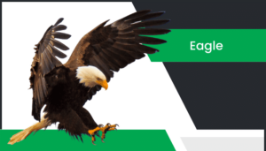 డేగ – Eagle Information in Telugu