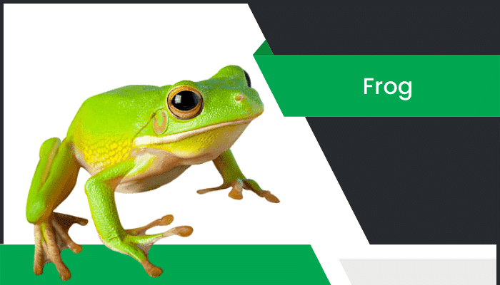 కప్ప – Frog Information in Telugu