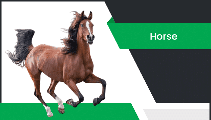 గుర్రం – Horse Information in Telugu