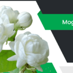 మల్లిక – Mogra Flower Information in Telugu