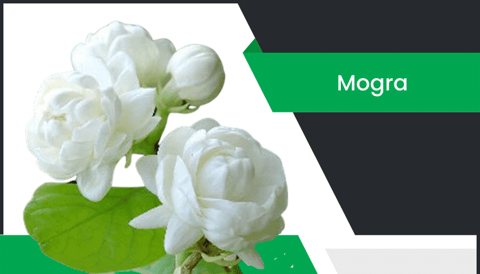 మల్లిక – Mogra Flower Information in Telugu