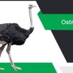 నిప్పుకోడి – Ostrich Information in Telugu