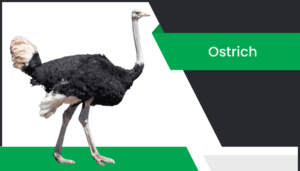 నిప్పుకోడి – Ostrich Information in Telugu
