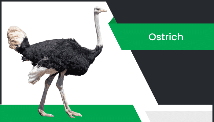 నిప్పుకోడి – Ostrich Information in Telugu
