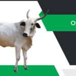 ఎద్దు – Ox Information in Telugu