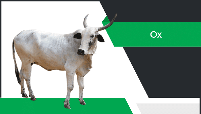ఎద్దు – Ox Information in Telugu