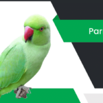 చిలుక – Parrot Information in Telugu