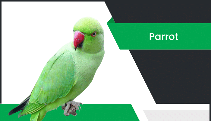 చిలుక – Parrot Information in Telugu