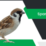 పిచ్చుక – Sparrow Information in Telugu