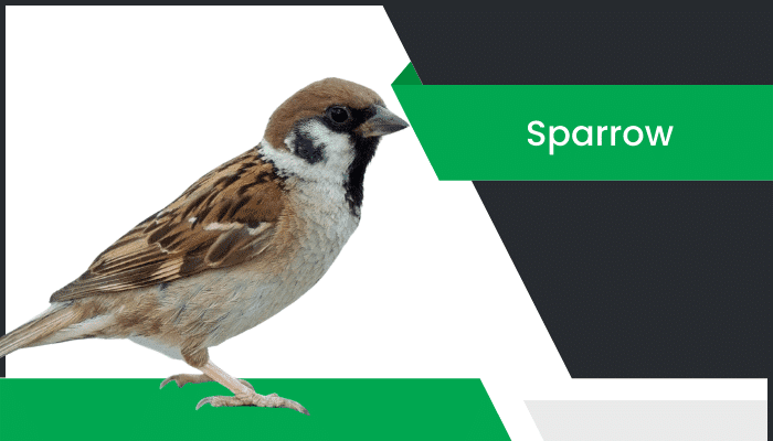 పిచ్చుక – Sparrow Information in Telugu
