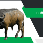 గేదె – Buffalo Information in Telugu