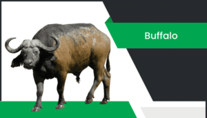 గేదె – Buffalo Information in Telugu