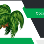 కొబ్బరి – Coconut Tree Information in Telugu