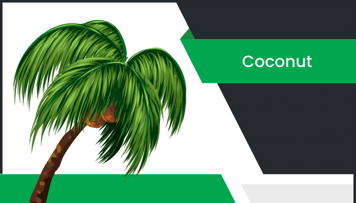 కొబ్బరి – Coconut Tree Information in Telugu