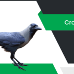 కాకి – Crow Information in Telugu