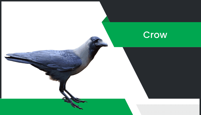 కాకి – Crow Information in Telugu