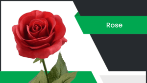 గులాబి – Rose Flower Information in Telugu
