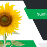 పొద్దుతిరుగుడు నూనె – Sunflower Information in Telugu
