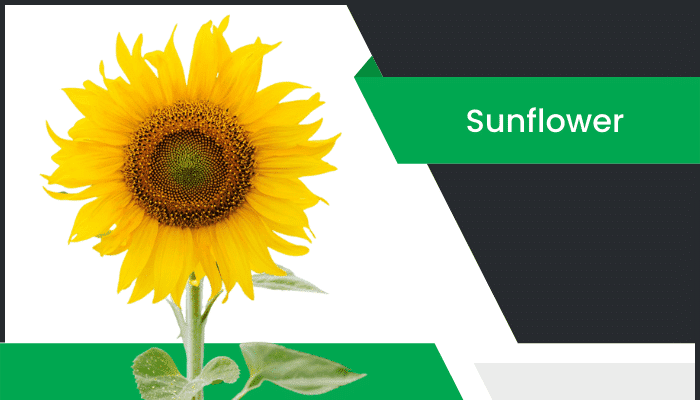 పొద్దుతిరుగుడు నూనె – Sunflower Information in Telugu