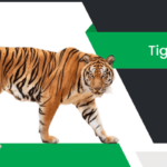పులి – Tiger Information in Telugu