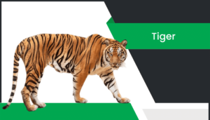 పులి – Tiger Information in Telugu