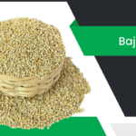 బజ్రా – Bajra Information in Telugu