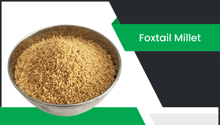 ఫాక్స్ టైల్ మిల్లెట్ – Foxtail Millet Information in Telugu
