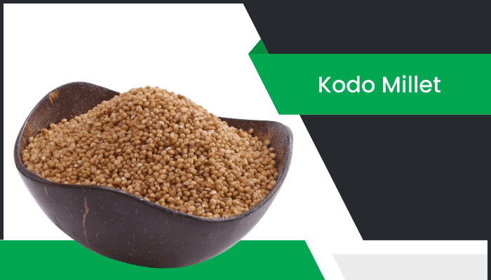 కోడో మిల్లెట్- Kodo Millet Information in Telugu