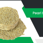 బజ్రా – Pearl Millet Information in Telugu