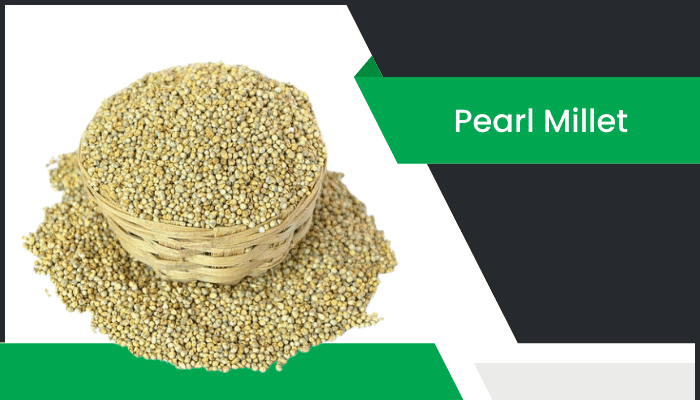 బజ్రా – Pearl Millet Information in Telugu