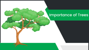 చెట్టు యొక్క ప్రాముఖ్యత తెలుగు వ్యాసం Essay on Importance of Trees in Telugu