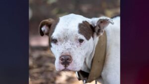 47 dogs rescued from alleged South Carolina dogfighting ring; 4 men arrested