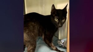 Wisconsin Man Arrested After 7 Cats Found Dead in Container